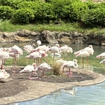 Kilimanjaro Safari