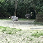 Kilimanjaro Safari