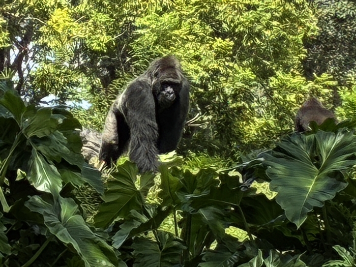 Gorilla Falls Exploration Trails