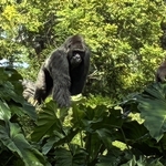 Gorilla Falls Exploration Trails
