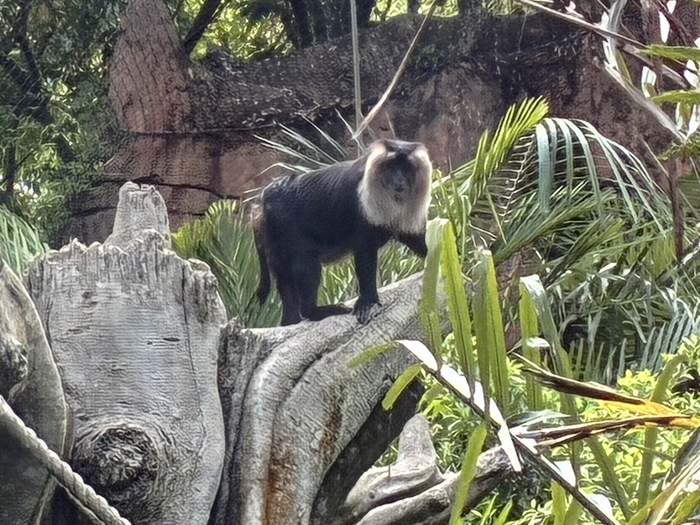 Maharajah Jungle Trek