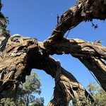 Pandora-The World of Avatar