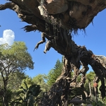 Pandora-The World of Avatar