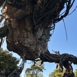 Pandora-The World of Avatar