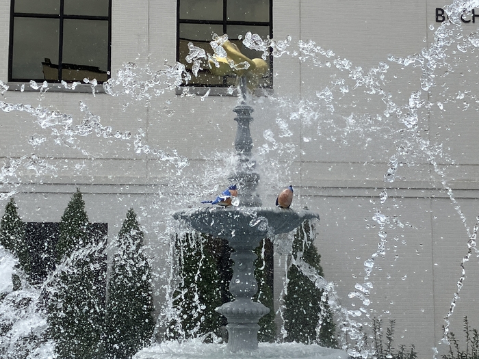 Dog Fountain