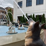 Dog Fountain